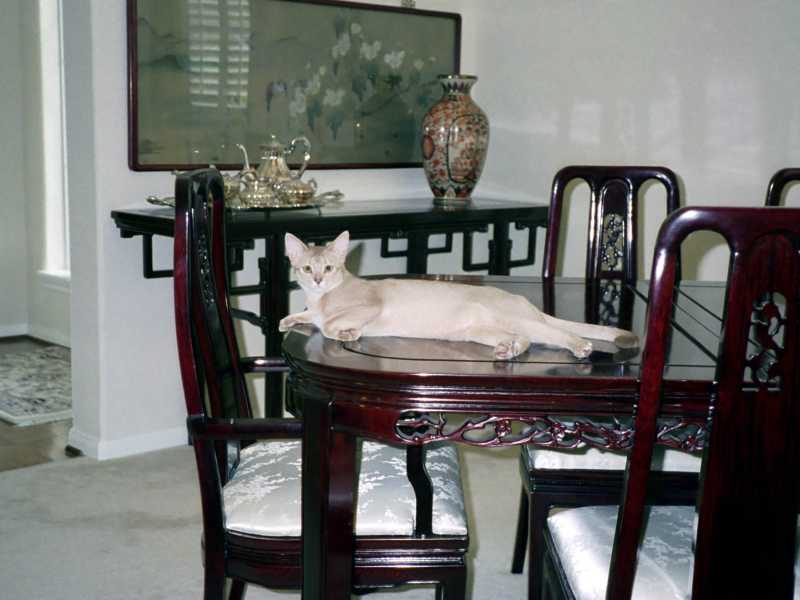 cat